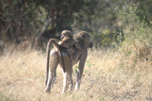 Piggyback ride 2 